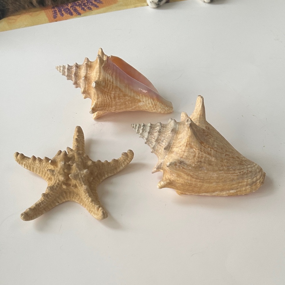 Natural Tan 2 Seashell and 1 Starfish Decor Set
